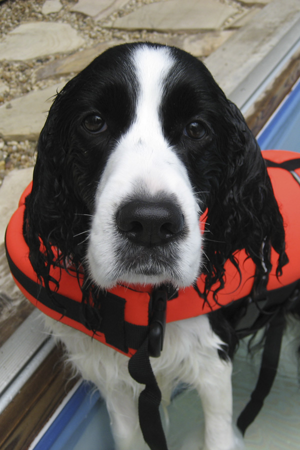 English Springer Spaniel ©RandyProductions.com